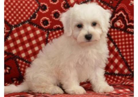 cuddly and super soft Bichon Frise puppies