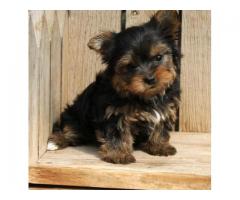 well socialized and family raised yorkshire terrier puppies