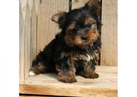 well socialized and family raised yorkshire terrier puppies