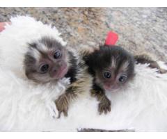 Diaper Trained Baby Primates