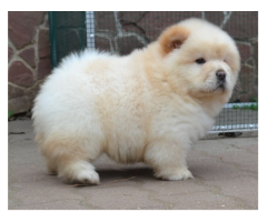 Pomsky Chow Chow Puppies