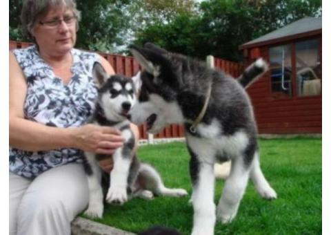Cute and Adorable siberian husky Puppies forsale