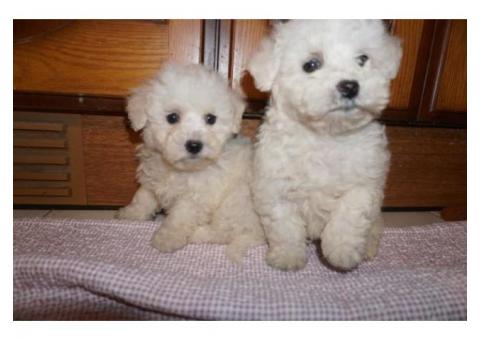 bound  and Female bichon frise  puppies for Re-Homing for sale