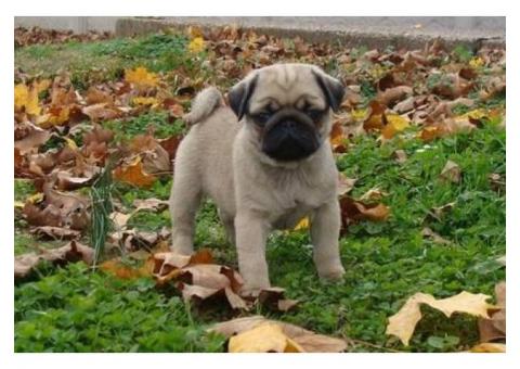 Two Top Class pug  Puppies Available